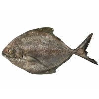 Ikan Bawal Hitam