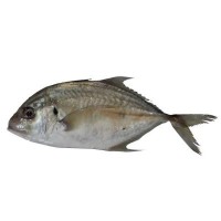 Ikan Kuwe