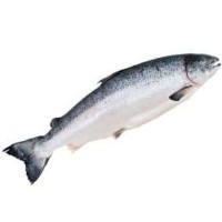 Salmon Whole